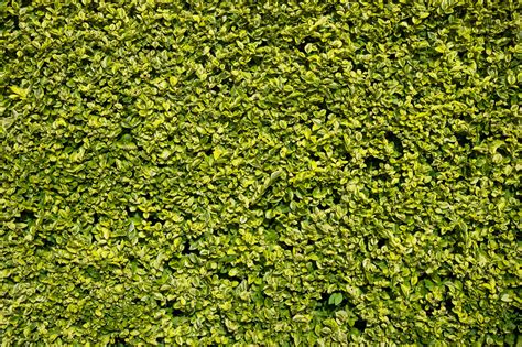 Hedge Free Stock Photo Public Domain Pictures