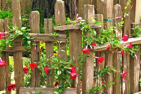 How To Grow Vines On Fence Harpers Nurseries