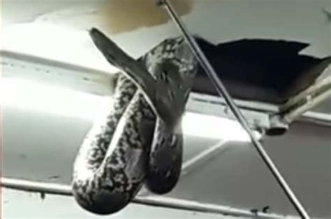 Watch Moment Huge Snake Crashes Through Ceiling In Horrifying Footage