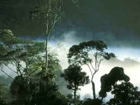 Hutan Hujan Tropis Pengertian Ciri Ciri Dan Manfaatnya Cepatnet Com