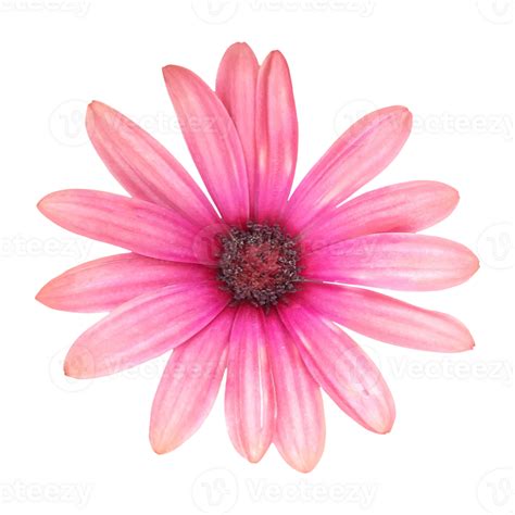 Pink Daisy Flower Element Png 24704279 Png