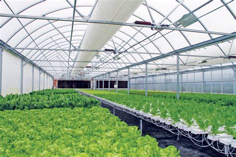 A Climate Controlled Greenhouse Is The Ideal Setting For Controlled
