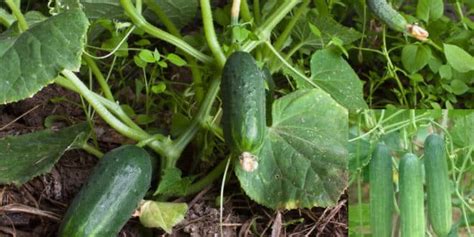 Cucumber Farming Information Detailed Guide Agri Farming