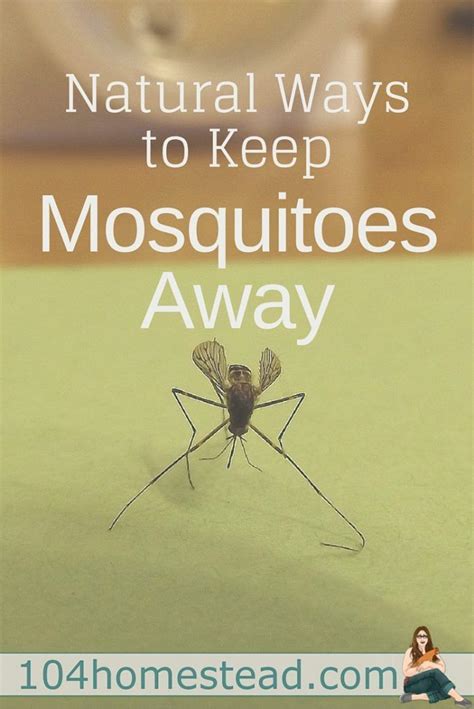 Keep Mosquitoes Away Without Chemicals Keeping Mosquitos Away