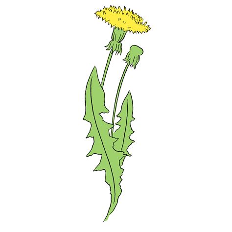 Draw A Dandelion 5 Easy Steps The Graphics Fairy