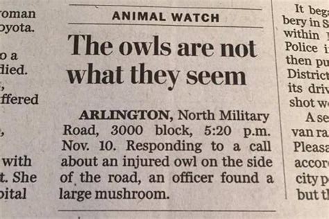 50 Fun Headlines From Local News That Are Unhinged And Bizarre Bored