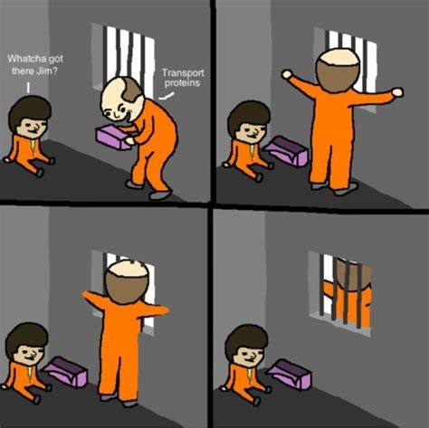 Because Its A Cell Wall Meme Guy