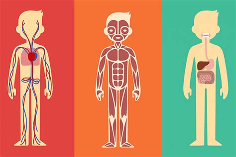Sistemas del cuerpo humano cuáles hay y cómo funcionan