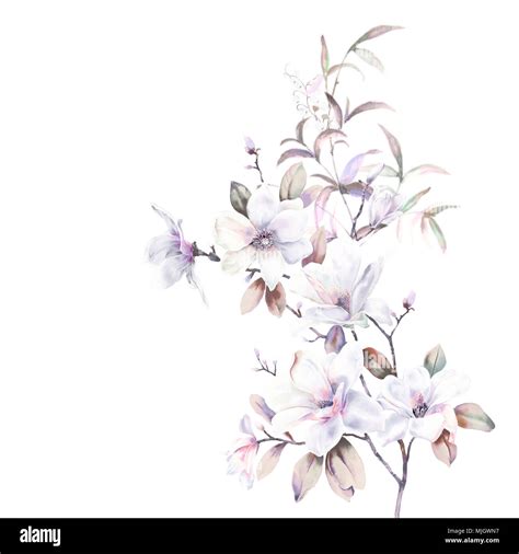 Watercolor Magnolia Flower Collection Stock Photo Alamy