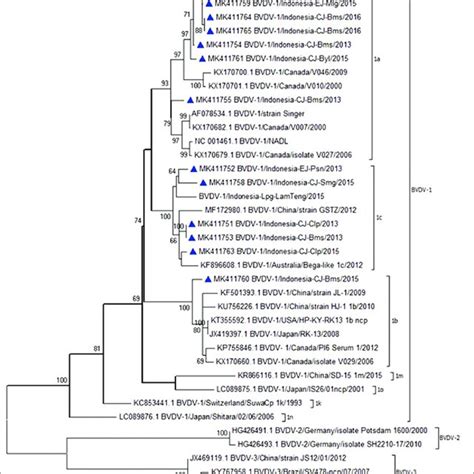 Phylogenetic Tree Illustrating The Subgenotypes Of Bovine Viral