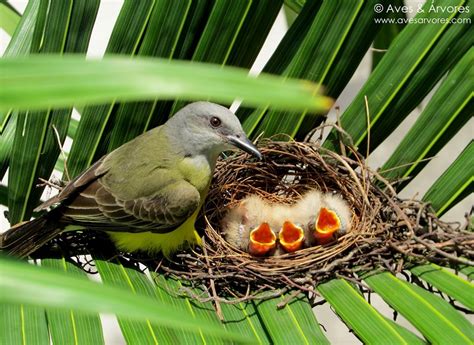 Aves Árvores A emoção de observar ninhos