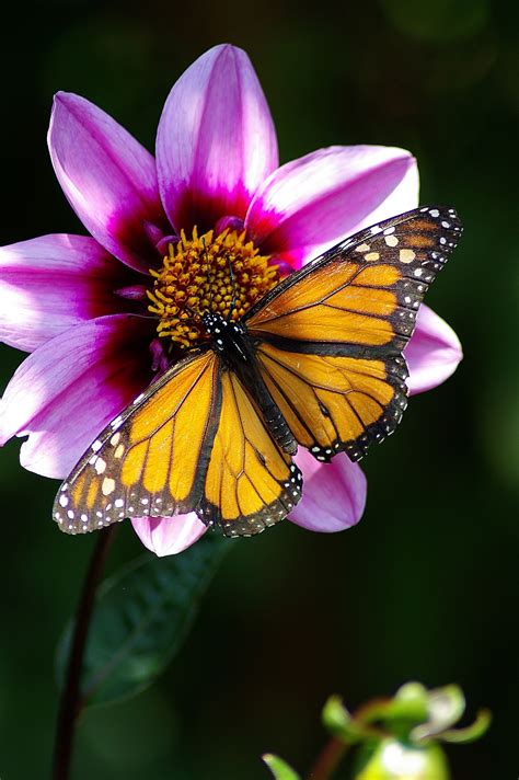 Imgp4849 2 Beautiful Butterflies Butterfly Pictures Monarch Butterfly