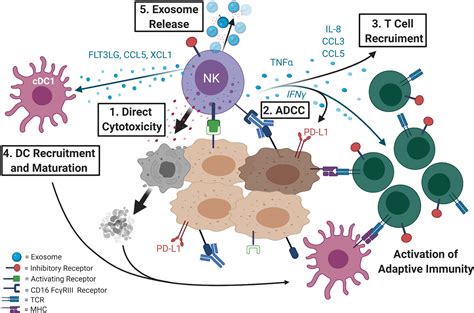 Car T Cell Therapy Drug