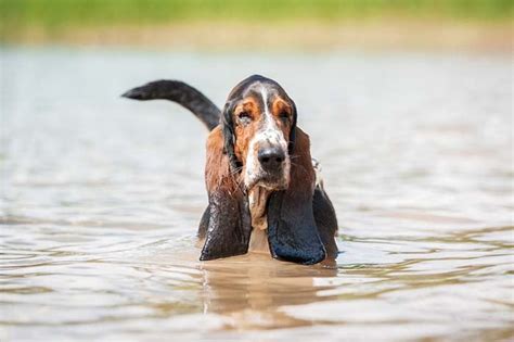 Are Basset Hounds Good Swimmers