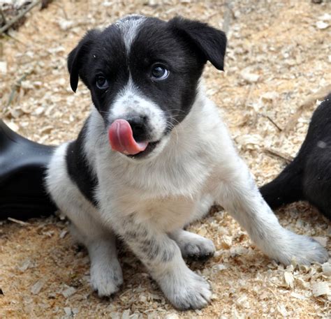17 Border Collie Mixes Charming And Charismatic Collie Combos