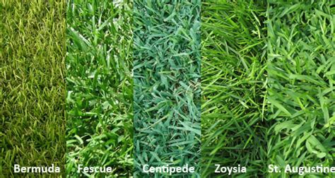 Augustine for instance there are essentially 2 types of lawn grasses. Best Type of Grass for Your Area - Garden Lovin | Grass seed types, Types of grass, Best grass seed
