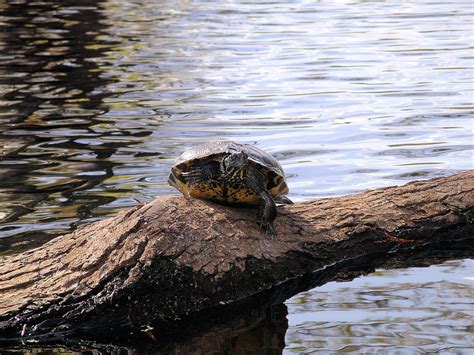 Swamp Turtle Photograph By Rich Bodane Fine Art America