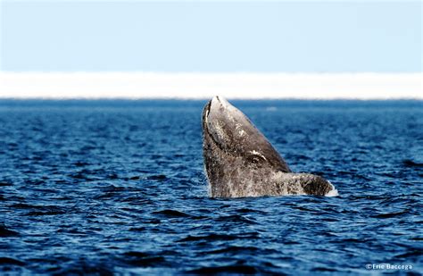 Top 10 Fun Bowhead Whale Facts Arctic Kingdom