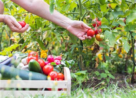 12 Little Known Tricks To Make This Years Vegetable Garden A Success
