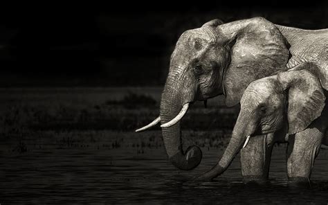 Elephants Animal African Bush Elephant Hd Wallpaper Peakpx
