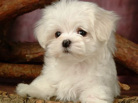 Fluffy Dog Wallpapers Wallpaper Cave