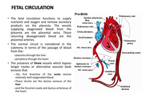 Fetal Circulation Blood Flow