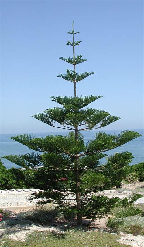 Australian Pine Trees Images Donte Noel