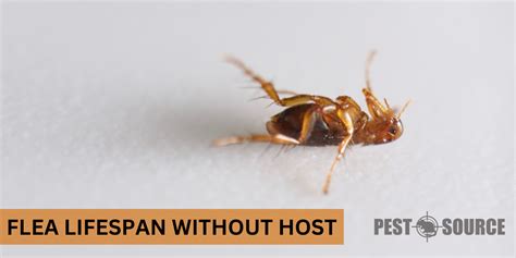 How Long Can Fleas Live Without A Host Pest Source