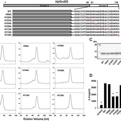 Purification And Functional Characterization Of Wt And Histidine Mutant