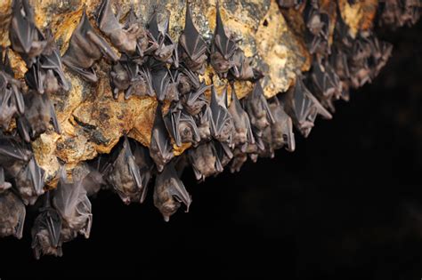 Huge Group Of Bats In A Cave Stock Photo Download Image Now Istock