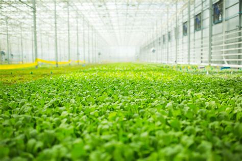 Brightfarms How We Grow Fresher Cleaner Safer And Pesticide Free