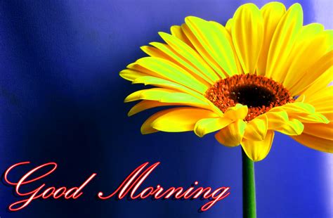 Download Good Morning Image Wallpaper Photo Pics Hd For By