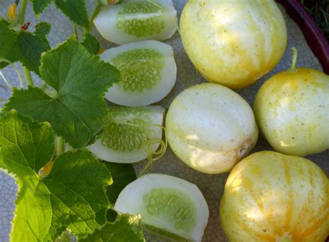 Lemon Cucumber 2 G Southern Exposure Seed Exchange Saving The Past