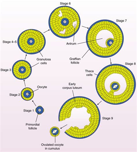 Oogenesis Diagram