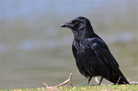 Carrion Crow Bird Spot