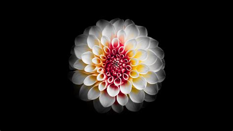 ❤ get the best desktop background flowers on wallpaperset. MacOS Mojave Digital flowers 5K Wallpapers | HD Wallpapers