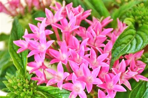 Sebaliknya, kabar suku bunga yang naik bisa bikin mom panas dingin karena berarti tagihan kredit bakal naik pula. Jenis Pokok Bunga Yang Senang Dijaga