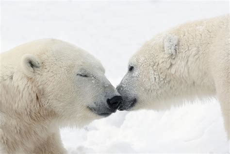 Two Polar Bears Ursus Maritimus Photograph By Richard Wear Pixels