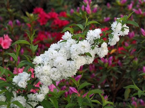 11 White-Flowering Trees and Shrubs for Your Landscape | White flowering trees, Flowering trees ...