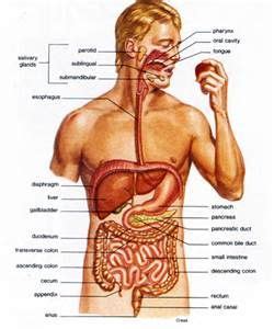 Play games, take quizzes, print and more with easy notecards. Labeled Anatomy Torso Model Digestive System - - Yahoo ...