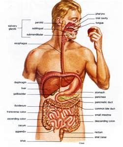 A different piece of art, with a modern view of a vintage anatomy. Labeled Anatomy Torso Model Digestive System - - Yahoo ...