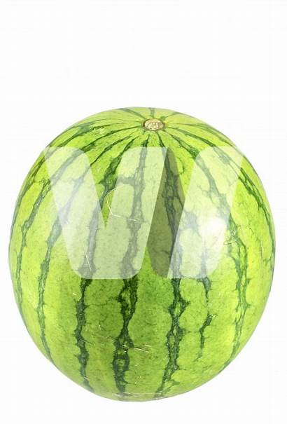 Watermelon Welcomia Pixel