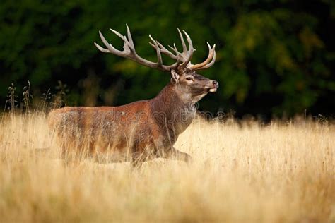 Red Deer Stag Bellow Majestic Powerful Adult Animal Outside Autumn