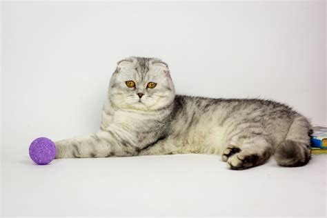How Much Does A Scottish Fold Cost 2022 Price Guide Hepper