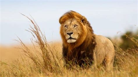 Confira 20 Curiosidades Incríveis Sobre Os Leões Curiosidades Ig