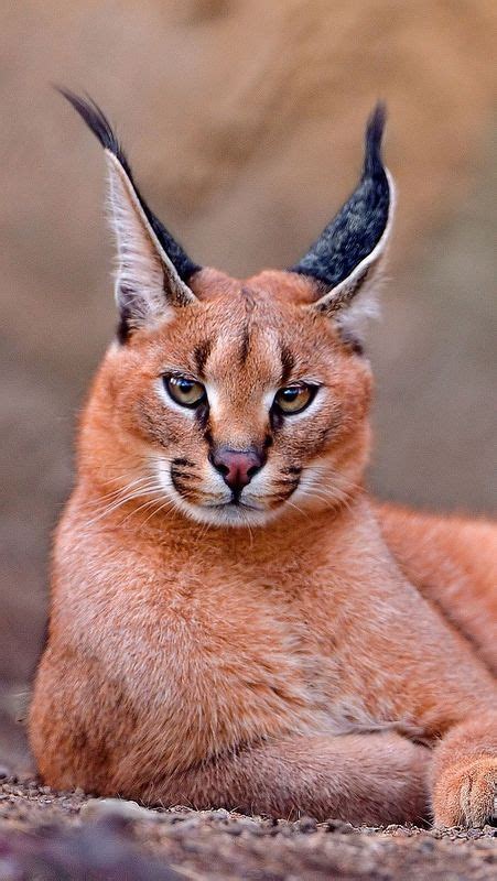 Caracal An African Wild Cat Ive Always Loved The Huge Tufts On