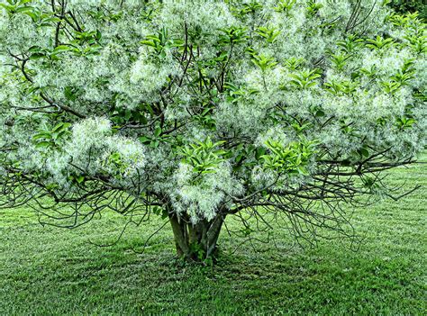 Single White Fringe Tree Photograph By Allen Beatty