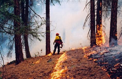 Forest Fire Management Ba Blackwell And Associates Ltd