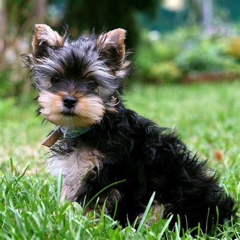 Die Kleinsten Hunderassen Der Welt Yorkshire Terrier So Süß Die Kleinsten Hunde Der Welt