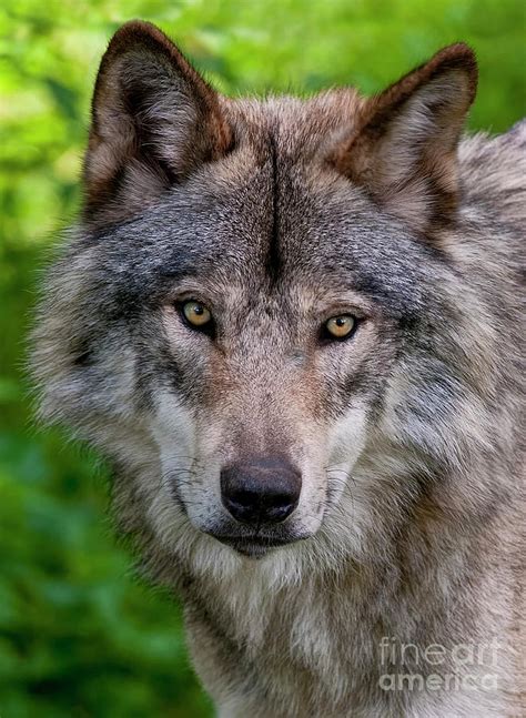 Timber Wolf Portrait Photograph By Michael Cummings